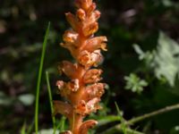 Orobanche lucorum Botaniska trädgården, Lund, Skåne, Sweden 20170705_0077