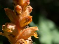 Orobanche lucorum Botaniska trädgården, Lund, Skåne, Sweden 20170705_0078