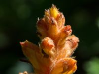 Orobanche lucorum Botaniska trädgården, Lund, Skåne, Sweden 20170705_0079