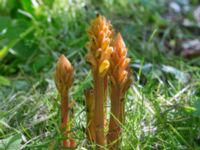 Orobanche lucorum Botaniska trädgården, Lund, Skåne, Sweden 20170705_0082