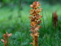 Orobanche lucorum Lunds botaniska trädgård, Lunnd, Skåne, Sweden 20160701_0001