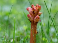 Orobanche lucorum Lunds botaniska trädgård, Lunnd, Skåne, Sweden 20160701_0007