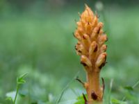 Orobanche lucorum Lunds botaniska trädgård, Lunnd, Skåne, Sweden 20160701_0011