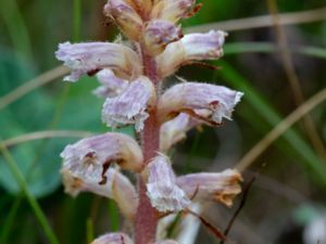 Orobanche minor - Common Broomrape - Klöversnyltrot