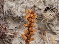 Orobanche minor Ängavallen, Vellinge, Skåne, Sweden 20180620_0023