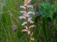 Orobanche minor 550 m VNV Maglarps kyrka, Trelleborg, Skåne, Sweden 20180620_0030