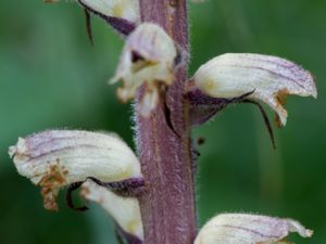 Orobanche reticulata - Thistle Broomrape - Tistelsnyltrot