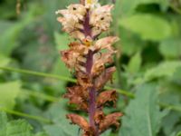 Orobanche reticulata Övedsgården, Sjöbo, Skåne, Sweden 20160714_0076