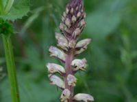 Orobanche reticulata Övedsgården, Sjöbo, Skåne, Sweden 20160714_0108