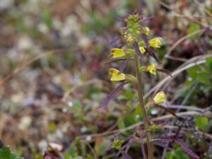 Pedicularis labradorica - Labrador Lousewort