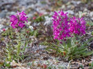 Pedicularis lanata - Woolly Lousewort