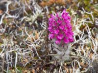 Pedicularis lanata Freshwater Lake, Barrow, Alaska, USA 20140630_0595