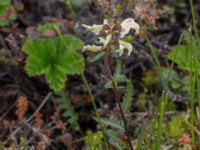 Pedicularis lapponica Nordkalottenleden, Kiruna, Torne lappmark, Lappland, Sweden 20150708_0811