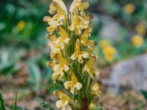 Pedicularis oederi - Oeder's Lousewort - Gullspira