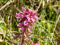 Pedicularis palustris palustris Benetads backar, Tomelilla, Skåne, Sweden 20120603 129