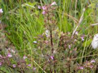 Pedicularis palustris ssp. palustris Gyetorpskärret, Kristianstad, Skåne, Sweden 20160628_0193