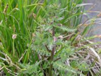 Pedicularis palustris ssp. palustris Lyngsjön, Kristianstad, Skåne, Sweden 20170528_0105