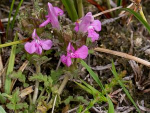 Pedicularis sylvatica - Lousewort - Granspira