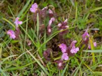 Pedicularis sylvatica ssp. sylvatica Skanörs ljung, Falsterbonäset, Vellinge, Skåne, Sweden 20150628_0030