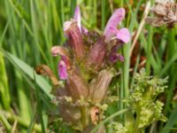 Pedicularis sylvatica ssp. sylvatica Skanörs ljung, Skanör, Vellinge, Skåne, Sweden 20170609_0079