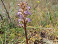 Phelipanche mutelii Valley 3.2 km NW Dalis Reservoir Tower, Chachuna, Kakheti, Georgia 20180427_3238