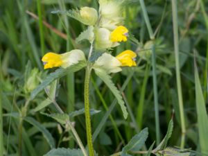 Rhinanthus angustifolius - Greater Yellow-rattle - Höskallra