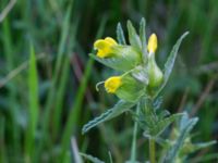 Rhinanthus angustifolius Kungsmarken, Lund, Skåne, Sweden 20160528_0079