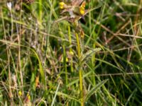 Rhinanthus minor ssp. minor Störlinge ängar, Borgholm, Öland, Sweden 20150606_0248