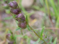 Rhinanthus minor ssp. minor ssp. angustifolius Snörum, Västervik, Småland, Sweden 20150712_0591