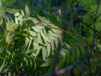 Osmunda regalis Bökenäs, Immeln, Kristianstad, Skåne, Sweden 20150820_0132