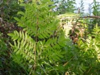 Osmunda regalis Bökenäs, Immeln, Kristianstad, Skåne, Sweden 20150820_0134