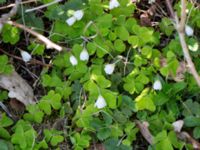 Oxalis acetosella Risen, Genarp, Lund, Skåne, Sweden 20140501_0123