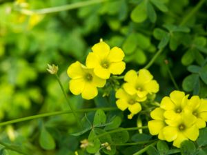 Oxalis pes-caprae - African Wood-sorrel - Getoxalis