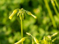 Oxalis pes-caprae Mohammed V International Airport, Casablanca, Morocco 20180217_0007