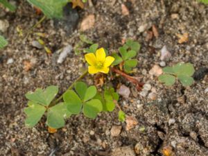 Oxalis stricta - Upright Yellow Woodsorrel - Klöveroxalis