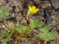 Oxalis stricta Lokstallarna, Malmö, Skåne, Sweden 20160922_0035