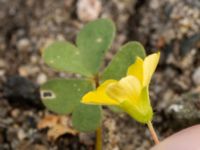 Oxalis stricta Lokstallarna, Malmö, Skåne, Sweden 20160922_0037