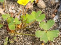 Oxalis stricta Lokstallarna, Malmö, Skåne, Sweden 20160922_0038