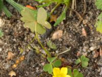 Oxalis stricta Lokstallarna, Malmö, Skåne, Sweden 20160922_0041