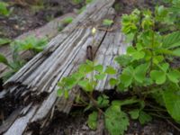 Oxalis stricta Lokstallarna, Malmö, Skåne, Sweden 20170809_0029