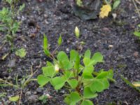 Oxalis stricta Lokstallarna, Malmö, Skåne, Sweden 20170809_0031