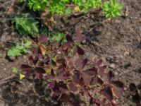 Oxalis stricta Ulricedal, Malmö, Skåne, Sweden 20190730_0013