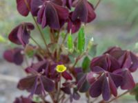 Oxalis stricta Utfyllnadsområde 1,1 km N Östra Broby kyrka, Broby, Östra Göinge, Skåne, Sweden 20180727_0086