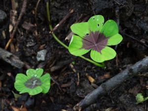 Oxalis tetraphylla - Iron Cross - Rosettoxalis