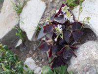 Oxalis triangularis Jordhögar S grodreservatet, Norra hamnen, Malmö, Skåne, Sweden 20160822_0029