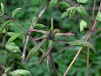 Paeonia suffruticosa Hasseldal, Stenshuvud, Simrishamn, Skåne, Sweden 20190501_0064