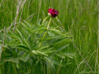 Paeonia x festiva Svanetorpsvägen, Åkarp, Lomma, Skåne, Sweden 20150528_0052