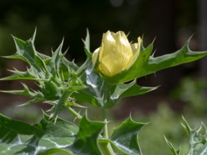 Argemone mexicana - Mexican Pricklypoppy - Gul taggvallmo