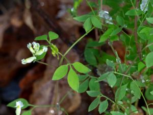 Ceratocapnos claviculata - Climbing Corydalis - Klängnunneört