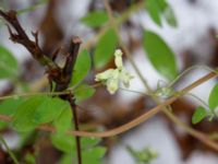 Ceratocapnos claviculata Askafäladen, Hörby, Skåne, Sweden 20181028_0029